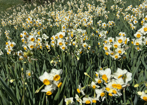 鋸南町江月水仙